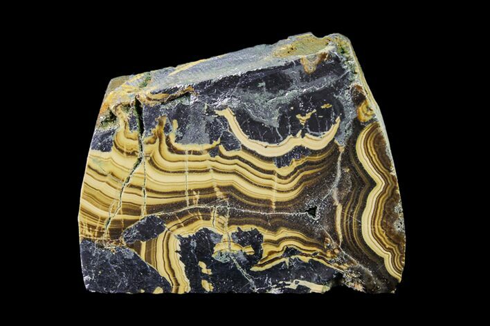 Polished Schalenblende Slice - Poland #154622